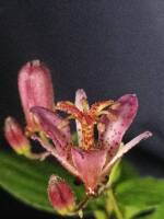 1108 x 1477 x 189,056oCg ̉摜͑傫̂ŕʉʂŕ\܂