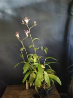 1108 x 1477 x 93,576oCg ̉摜͑傫̂ŕʉʂŕ\܂