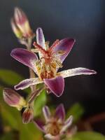 1108 x 1477 x 99,597oCg ̉摜͑傫̂ŕʉʂŕ\܂