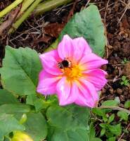 923 x 998 x 117,755oCg ̉摜͑傫̂ŕʉʂŕ\܂