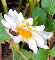 1183 x 1285 x 226,348oCg ̉摜͑傫̂ŕʉʂŕ\܂