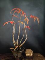 1108 x 1477 x 90,159oCg ̉摜͑傫̂ŕʉʂŕ\܂