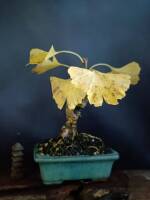 1108 x 1477 x 70,664oCg ̉摜͑傫̂ŕʉʂŕ\܂