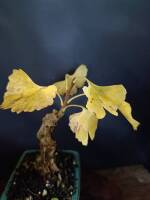 1108 x 1477 x 76,190oCg ̉摜͑傫̂ŕʉʂŕ\܂