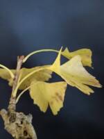 1108 x 1477 x 71,316oCg ̉摜͑傫̂ŕʉʂŕ\܂