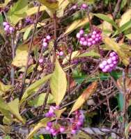 844 x 899 x 120,851oCg ̉摜͑傫̂ŕʉʂŕ\܂