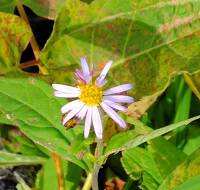 1080 x 1028 x 118,390oCg ̉摜͑傫̂ŕʉʂŕ\܂