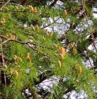 765 x 784 x 118,403oCg