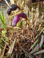 500 x 667 x 108,493oCg