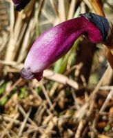 500 x 610 x 60,489oCg