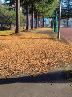 437 x 582 x 116,718バイト