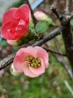 1108 x 1477 x 116,682�o�C�g �����̉摜�͑傫���̂ŕʉ�ʂŕ\�����܂���