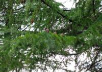 732 x 520 x 120,128�o�C�g