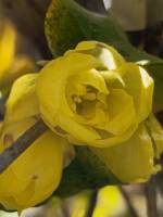 1108 x 1477 x 85,756�o�C�g �����̉摜�͑傫���̂ŕʉ�ʂŕ\�����܂���