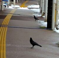 1095 x 1070 x 123,373�o�C�g �����̉摜�͑傫���̂ŕʉ�ʂŕ\�����܂���