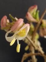 1108 x 1477 x 81,235�o�C�g �����̉摜�͑傫���̂ŕʉ�ʂŕ\�����܂���