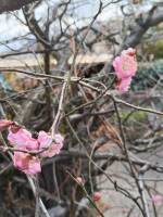 1108 x 1477 x 172,410�o�C�g �����̉摜�͑傫���̂ŕʉ�ʂŕ\�����܂���