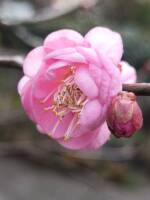 1108 x 1477 x 119,272�o�C�g �����̉摜�͑傫���̂ŕʉ�ʂŕ\�����܂���