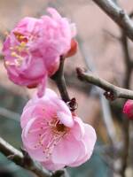 1108 x 1477 x 100,905�o�C�g �����̉摜�͑傫���̂ŕʉ�ʂŕ\�����܂���