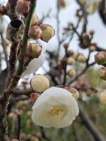 1108 x 1477 x 116,532�o�C�g �����̉摜�͑傫���̂ŕʉ�ʂŕ\�����܂���