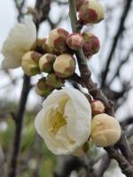 1108 x 1477 x 112,487�o�C�g �����̉摜�͑傫���̂ŕʉ�ʂŕ\�����܂���