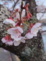 500 x 667 x 55,863�o�C�g