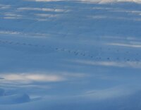 1530 x 1192 x 111,110�o�C�g �����̉摜�͑傫���̂ŕʉ�ʂŕ\�����܂���