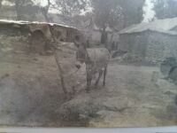 979 x 734 x 81,206�o�C�g