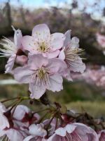 500 x 667 x 52,097�o�C�g