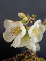 1108 x 1477 x 116,456�o�C�g �����̉摜�͑傫���̂ŕʉ�ʂŕ\�����܂���