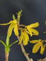 1108 x 1477 x 110,393�o�C�g �����̉摜�͑傫���̂ŕʉ�ʂŕ\�����܂���