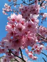 1108 x 1477 x 174,999�o�C�g �����̉摜�͑傫���̂ŕʉ�ʂŕ\�����܂���