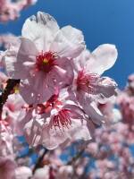 1108 x 1477 x 145,883�o�C�g �����̉摜�͑傫���̂ŕʉ�ʂŕ\�����܂���