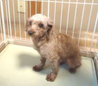 500 x 440 x 30,594�o�C�g