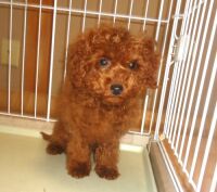 500 x 442 x 46,005�o�C�g