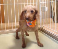 500 x 420 x 34,668�o�C�g