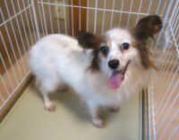 500 x 393 x 29,236�o�C�g