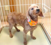 500 x 440 x 37,909�o�C�g