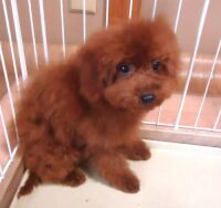 500 x 471 x 30,155�o�C�g