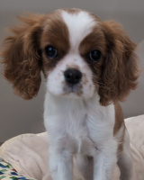 481 x 600 x 72,732�o�C�g