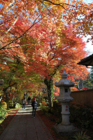 533 x 800 x 477,656oCg