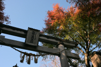 800 x 533 x 492,448oCg