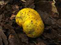 3158 x 2369 x 298,852oCg ̉摜͑傫̂ŕʉʂŕ\܂