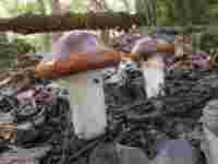 4041 x 3031 x 299,581oCg ̉摜͑傫̂ŕʉʂŕ\܂