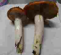 3544 x 3168 x 226,022oCg ̉摜͑傫̂ŕʉʂŕ\܂