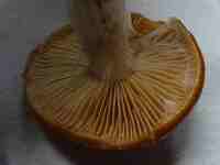 3179 x 2385 x 192,647oCg ̉摜͑傫̂ŕʉʂŕ\܂