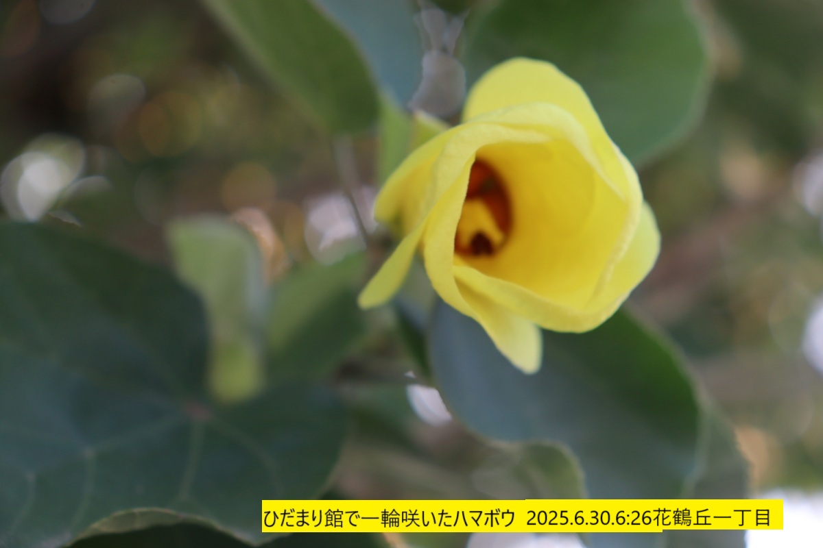 1200x800 (154,553oCg)