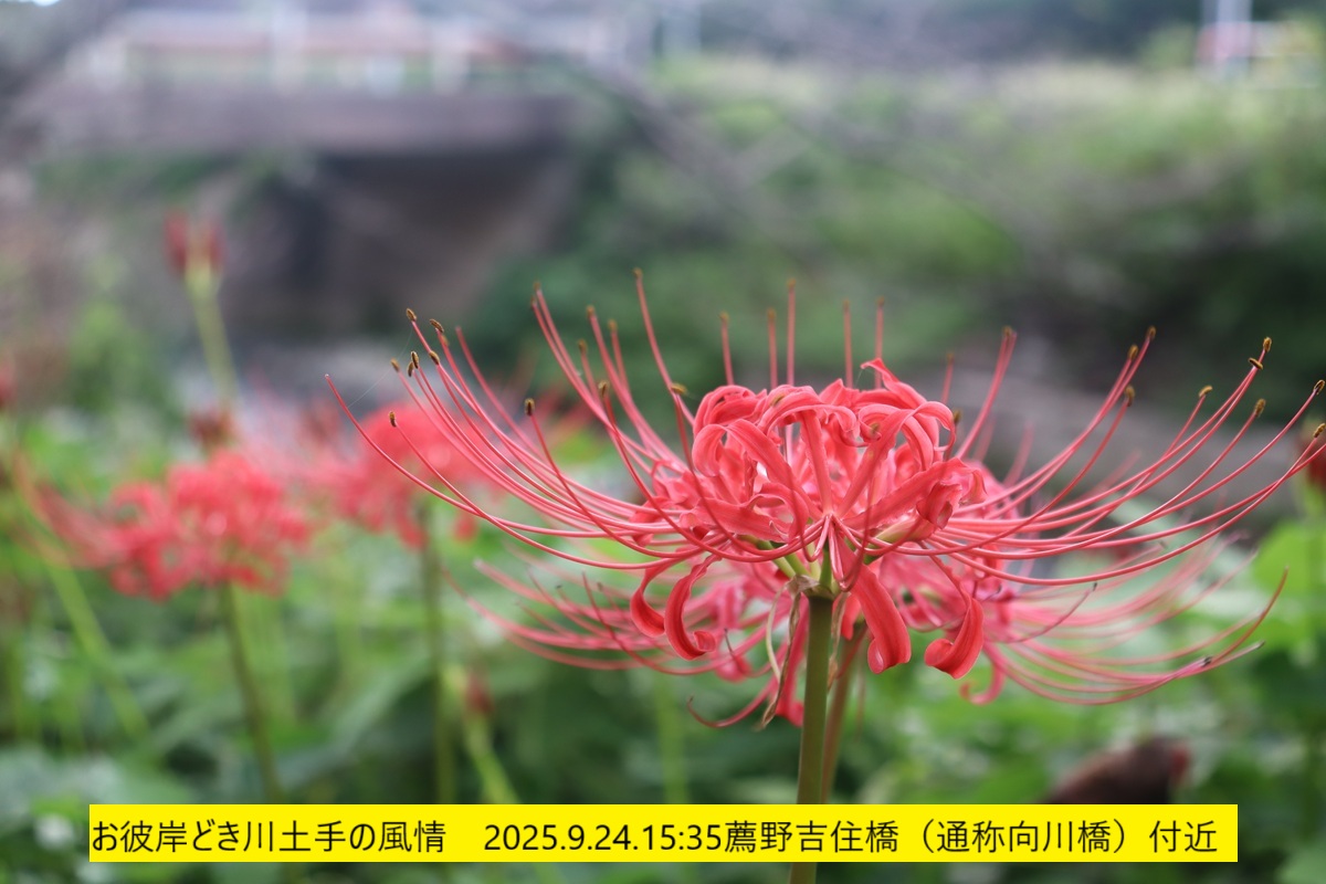 1200x800 (236,505oCg)