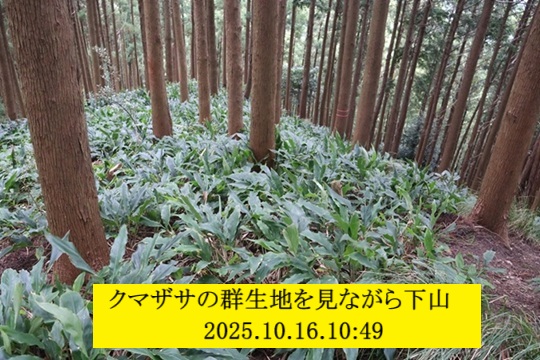 540x360 (141,977oCg)