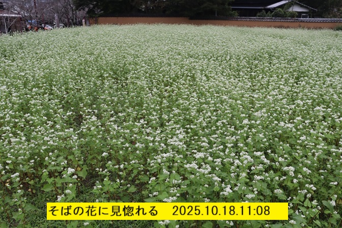 672x448 (215,750oCg)